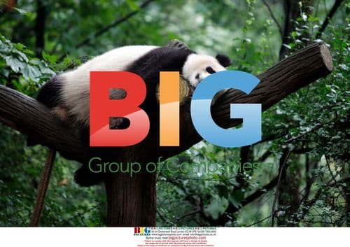 Panda Sleeping at Chengdu Research Base