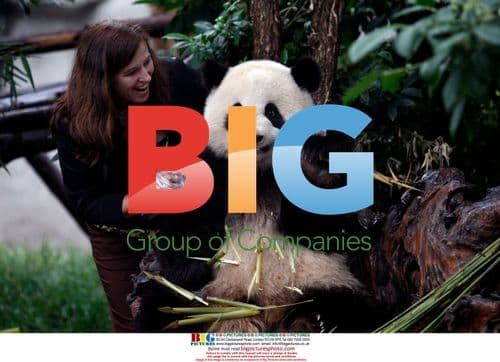 Panda cub 'Yuanda' with tourist