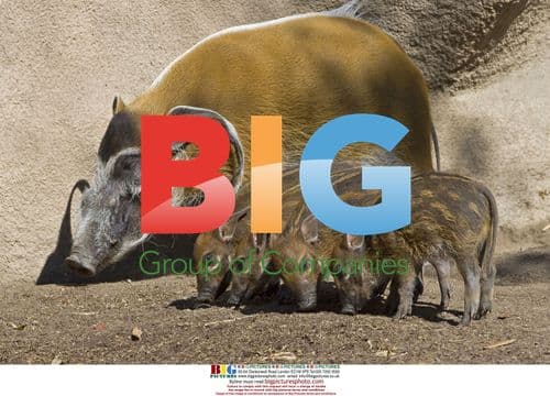 Red River Hog Piglets at San Diego Zoo