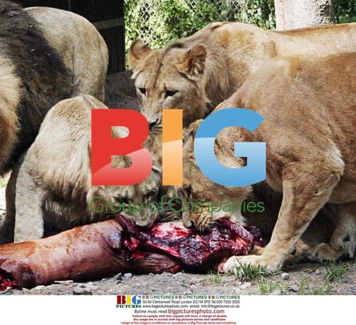 Maria Lindgren's beloved horse Afrodite