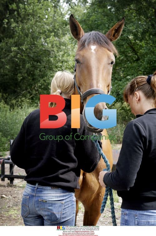 Horse Euthanasia for Zoo