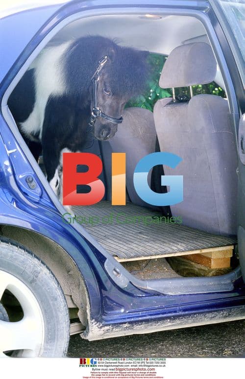 Blind Woman Tries Miniature Guide Pony