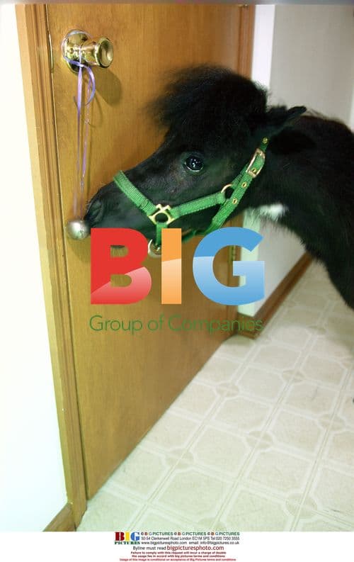 Blind Woman Tries Miniature Guide Pony