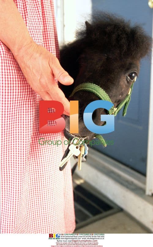 Blind Woman Tries Miniature Guide Pony