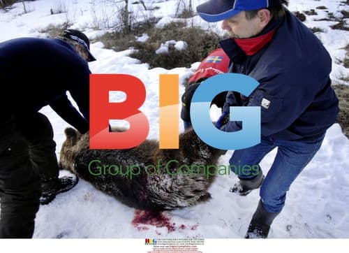 Forest worker attacked by bear in Sweden