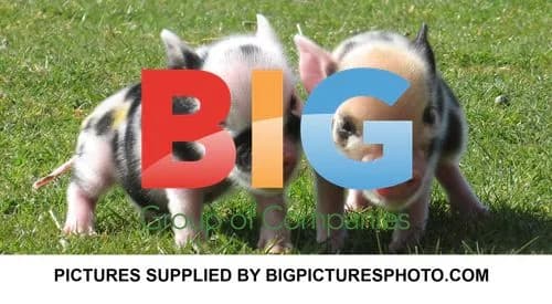 Charlotte Church and Chubby Pigs