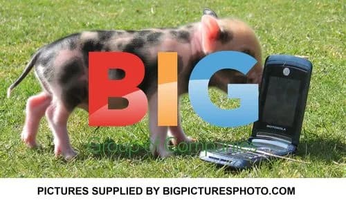Charlotte Church with Miniature Pigs
