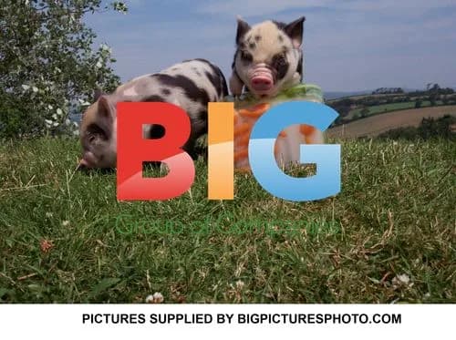 Charlotte Church with pet pigs