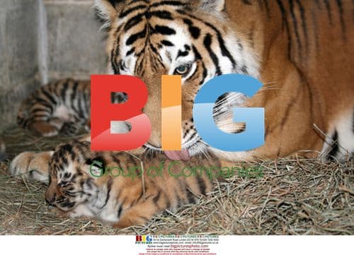 Five Amur Tiger Cubs Born at St. Louis Zoo