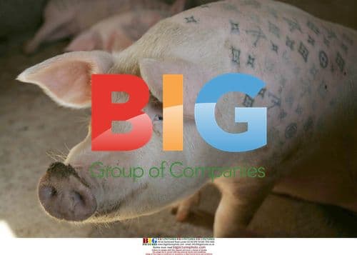 Farmer tattoos pigs to sell overseas