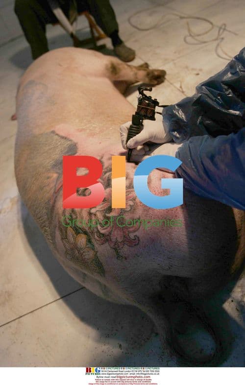 Chinese farmer tattoos pigs for high prices