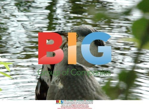 Heron trying to eat a large rat in Marlow, UK