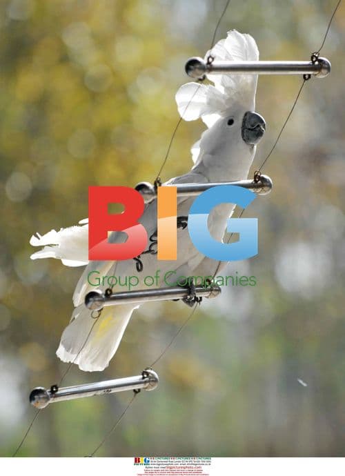 Shenyang Bird Island Bird Games Launch
