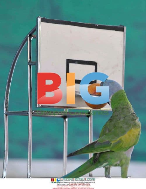 Shenyang Bird Island launches birds games