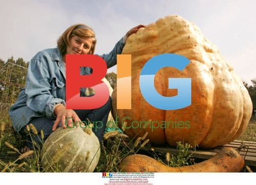 Giant pumpkin grown in Croatia