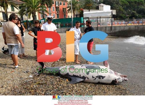 Dolphin found dead on Italian beach