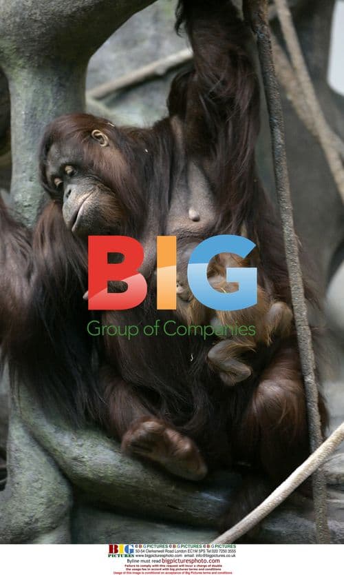 Endangered Bornean Orangutan Birth at Brookfield Zoo
