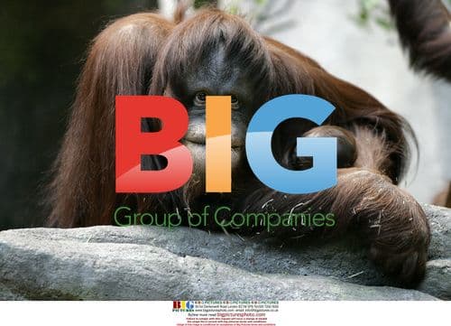 Bornean Orangutan Sophia and Newborn Infant