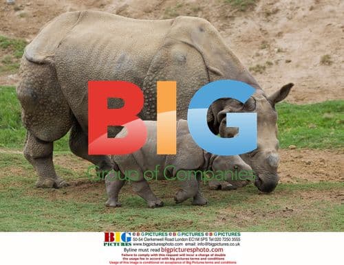 San Diego Zoo Welcomes Indian Rhino Calf