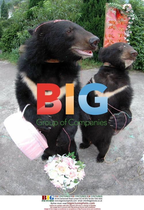 Bears and Monkeys Hold Wedding at Wenling Zoo