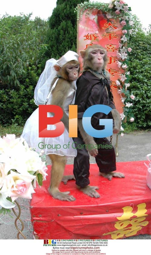 Bears and monkeys hold wedding at Wenling Zoo