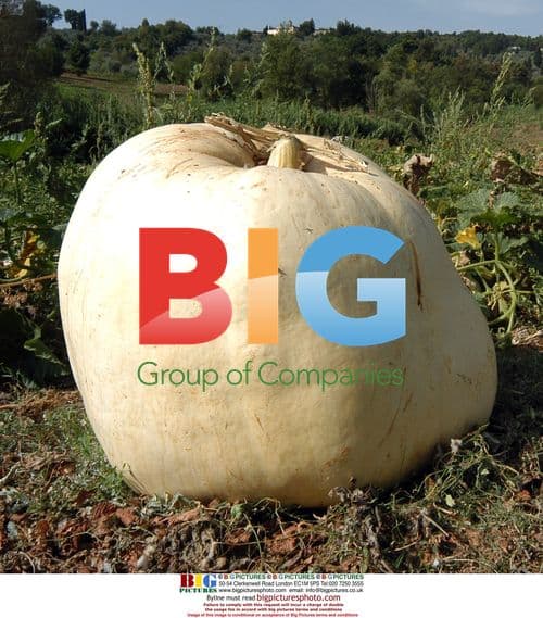 110kg Giant Pumpkin in Pistoia, Italy