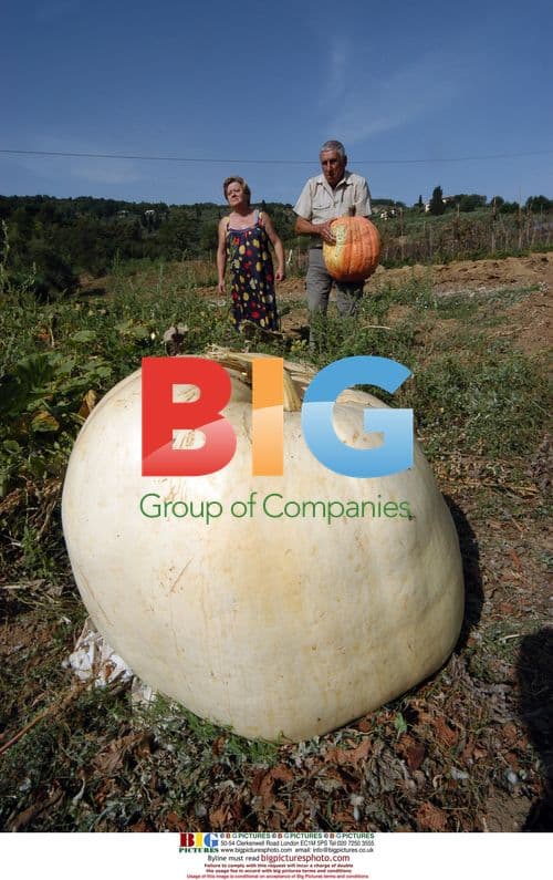 Giant 110kg Pumpkin Grown in Italy