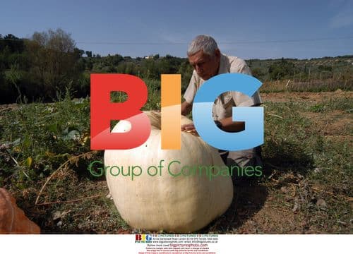 Giant 110kg Pumpkin Grown in Italy