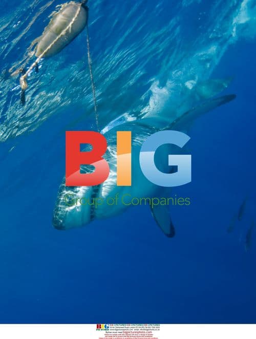 Great White Shark Research in Isla Guadalupe