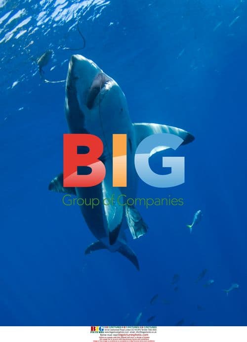 Great White Shark Research in Mexico