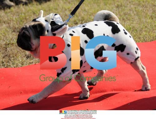 Carlino Dog Olympics Near Livorno, Italy