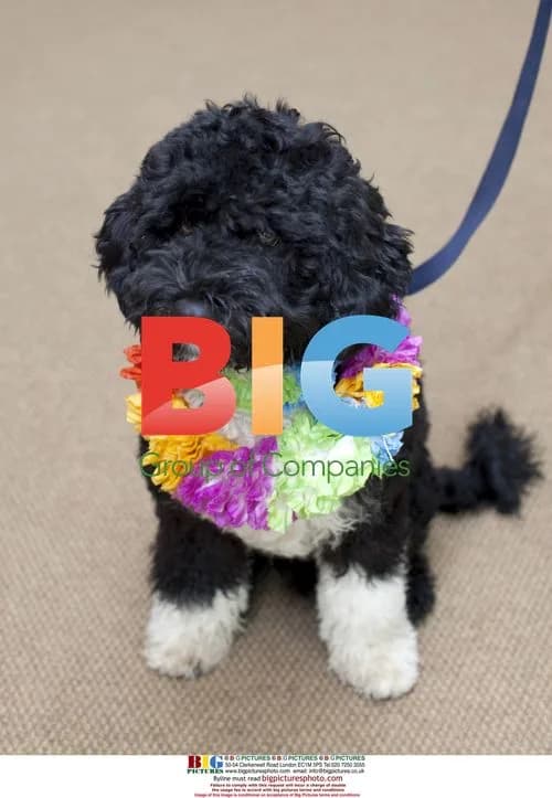 Obama Family Welcomes New Puppy Bo