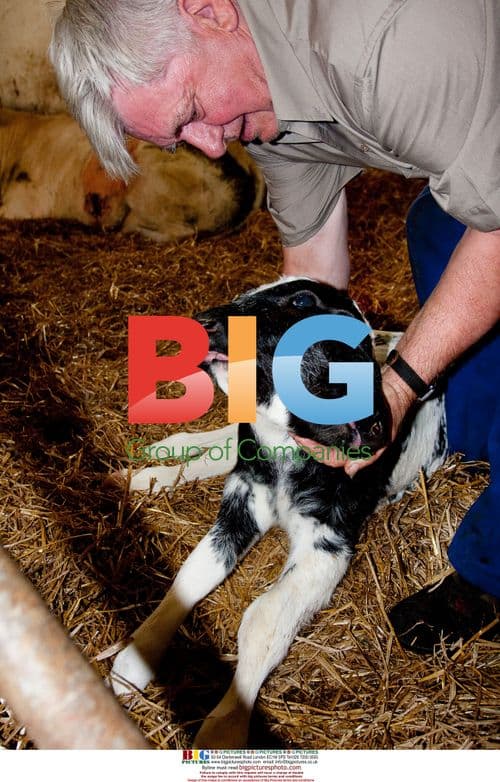 Two-headed calf born in Flamisoul, Belgium