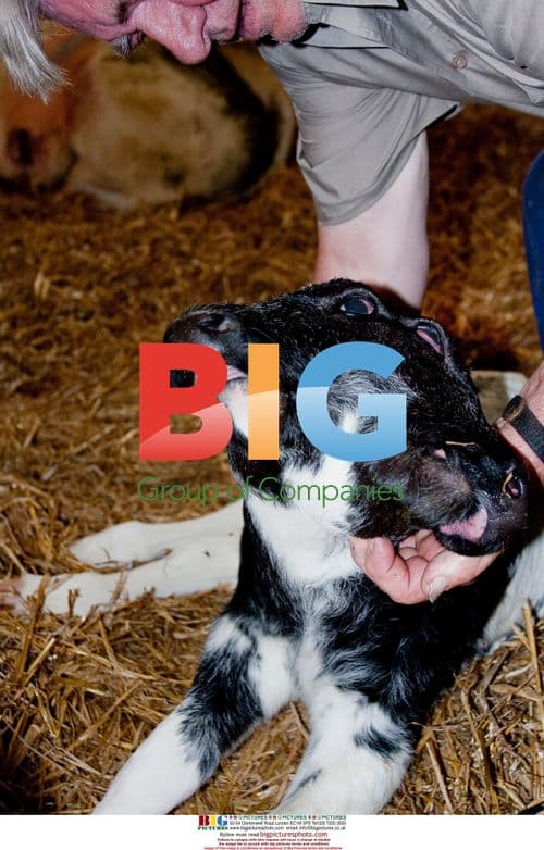 Calf with Two Heads Born in Belgium