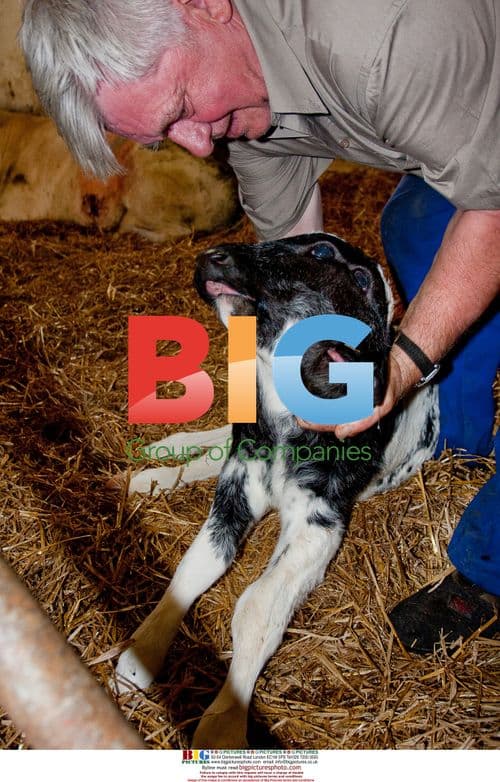 Calf with two heads born in Belgium