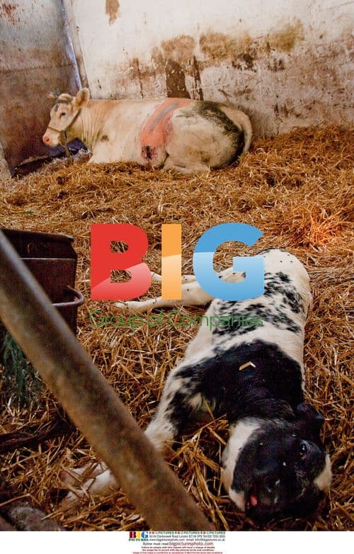 Calf with Two Heads Born in Belgium