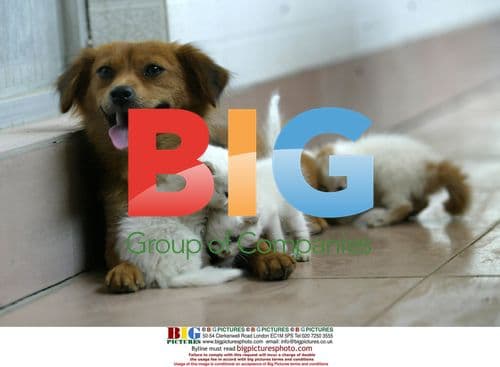 Dog feeding white kittens in Beijing