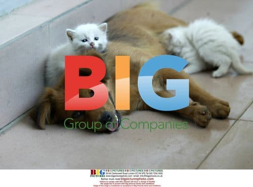 Dog Feeding Kittens in Beijing