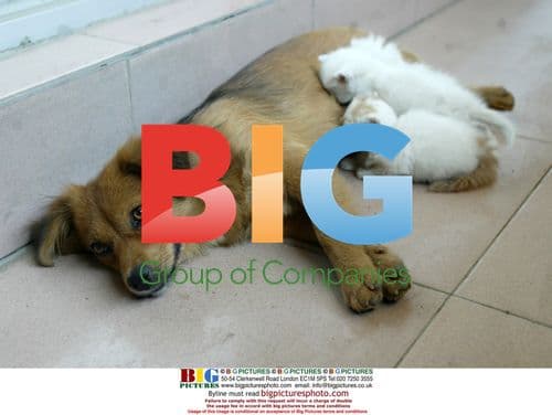 Dog Feeding Kittens, Beijing