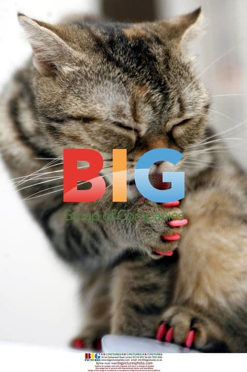 Cute cat with red nail wraps