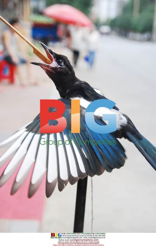 Chinese citizen with pet magpie