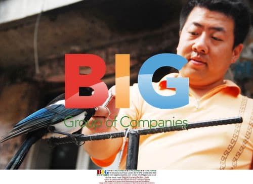 Citizen with magpie pet in China