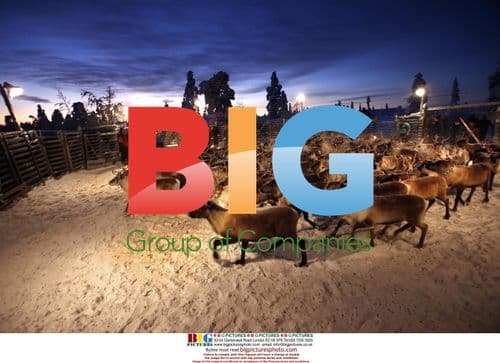 Laplanders and Reindeer in Northern Sweden