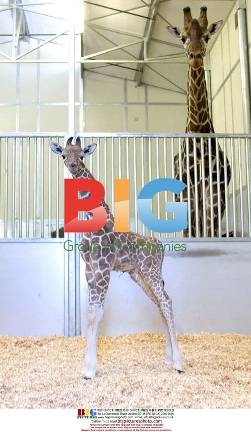 New giraffe calf born at Six Flags