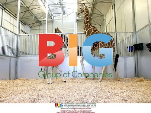 New giraffe calf at Six Flags Discovery Kingdom