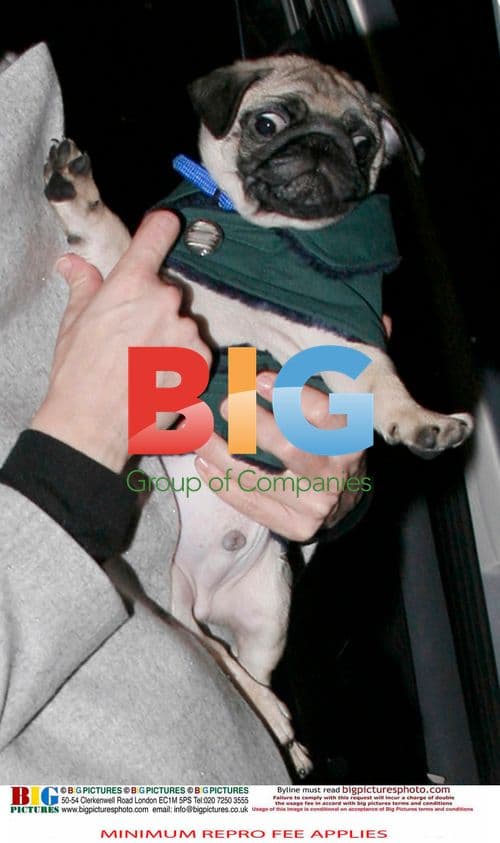 Kelly Brook leaves theatre with pug puppy