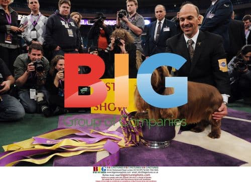 Sussex Spaniel Wins 'Best In Show'