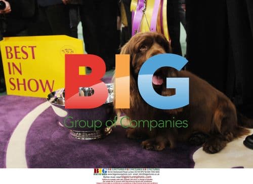 Sussex Spaniel wins 'Best In Show'