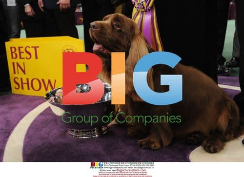 Sussex Spaniel Wins 'Best In Show'