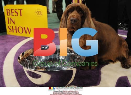 Sussex Spaniel Wins Best in Show